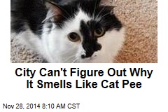 pee smells cat