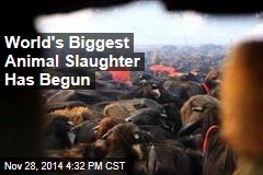 World&#39;s Biggest Animal Slaughter Has Begun