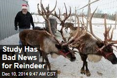 Study Has Bad News for Reindeer