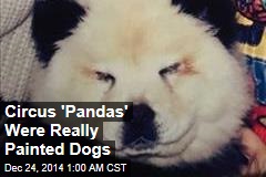 Circus &#39;Pandas&#39; Were Painted Dogs