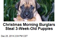 Christmas Morning Burglars Steal 3-Week-Old Puppies