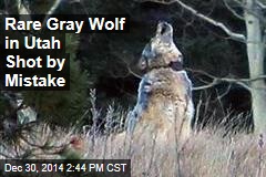 Rare Gray Wolf in Utah Shot by Mistake