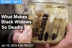 What Makes Black Widows So Deadly