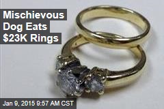 Mischievous Dog Eats $23K Rings