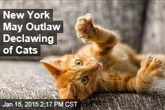 New York May Outlaw Declawing of Cats