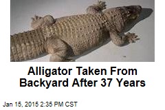 Alligator Taken From Backyard After 37 Years