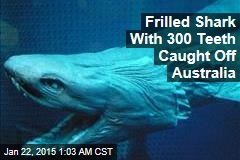 Rare, Scary &#39;Living Fossil&#39; Shark Caught