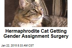 Hermaphrodite Cat Getting Gender Assignment Surgery