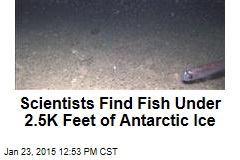 Scientists Find Fish Under 2.5K Feet of Antarctic Ice