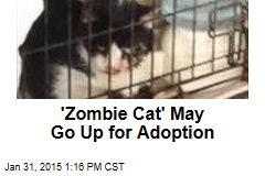 &#39;Zombie Cat&#39; May Go Up for Adoption