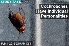 Cockroaches Have Individual Personalities