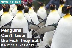 Penguins Can&#39;t Taste Fish: Study