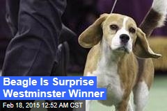Beagle is Surprise Westminster Winner