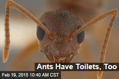 Ants Have Toilets, Too