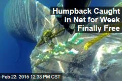 Humpback Caught in Net for Week Finally Free