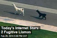 Today&#39;s Internet Stars: 2 Fugitive Llamas