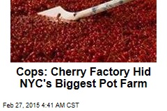 Cops: Cherry Factory Hid Biggest NYC Pot Farm