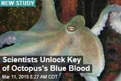 Scientists Unlock Key of Octopus&#39;s Blue Blood