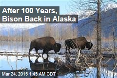 After 100 Years, Bison Back in Alaska