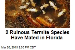 2 Ruinous Termite Species Have Mated in Florida