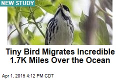 Tiny Bird Migrates Incredible 1.7K Miles Over the Ocean