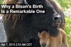 First Wild Bison in 200 Years Born East of Mississippi