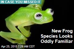 New Frog Species Looks Oddly Familiar