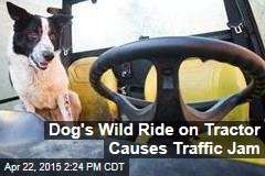 Dog&#39;s Wild Ride on Tractor Causes Traffic Jam