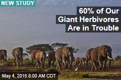 60% of Our Giant Herbivores Are in Trouble