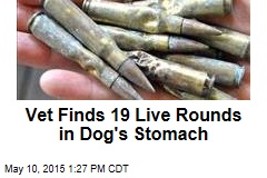 Vet Finds 19 Live Rounds in Dog&#39;s Stomach