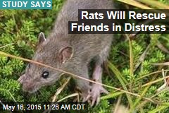 Rats Will Rescue Friends in Distress