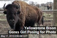 Yellowstone Bison Gores Girl Posing for Photo