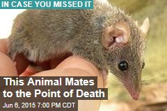New Marsupial Mates to the Point of Death