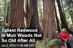 Tallest Redwood in Muir Woods Not So Old After All