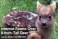 World&#39;s Tiniest Deer Species Gets New Member