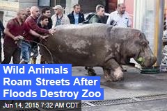 Wild Animals Roam Streets After Floods Destroy Zoo