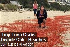 Tiny Tuna Crabs Invade Calif. Beaches