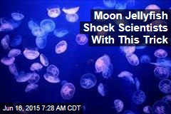 Moon Jellyfish Shock Scientists With This Trick