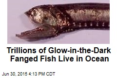 Trillions of Glow-in-the-Dark Fanged Fish Live in Ocean