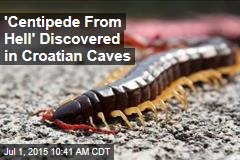 &#39;Centipede From Hell&#39; Discovered in Croatian Caves