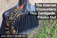The Internet Encounters This Centipede, Freaks Out