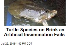 Turtle Species on Brink as Artificial Insemination Fails