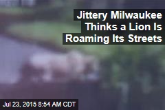Jittery Milwaukee Thinks a Lion Is Roaming Its Streets