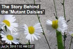 The Story Behind the &#39;Mutant Daisies&#39;