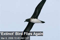 'Extinct' Bird Flies Again
