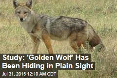 Study: &#39;Golden Wolf&#39; Has Been Hiding in Plain Sight