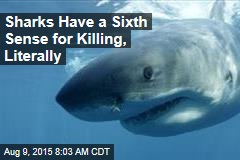 Sharks Have a Sixth Sense for Killing, Literally