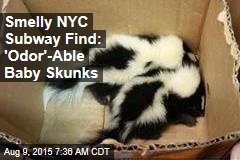 Smelly NYC Subway Find: &#39;Odor&#39;-Able Baby Skunks