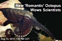 New &#39;Romantic&#39; Octopus Wows Scientists