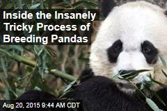 Inside the Insanely Tricky Process of Breeding Pandas